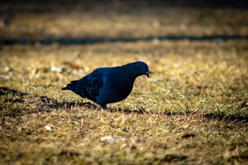 Pigeon