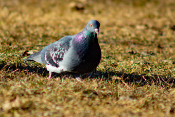Pigeon