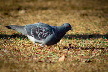 Pigeon