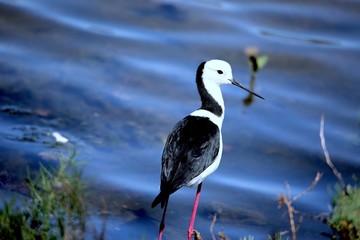 a stilt wandering in marshland 