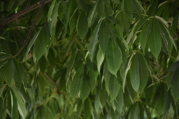 closeup of the leaves of a tree