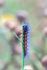 Hungy Fox Moth Caterpillar chomping down on the top of a vertical branch.