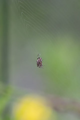 Hairy spider patiently waits for the unsuspecting prey to land in her spun web.