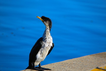 a cormorant in the morning 