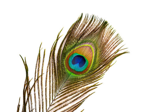 colorful feathered tail of a male peacock on white background
