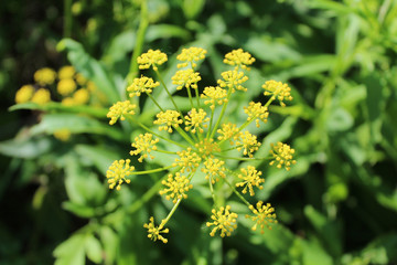 Golden Alexander at Campground Road Woods in Des Plaines, Illinois