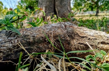 moss on tree