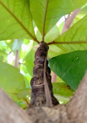 caterpillar on leaf