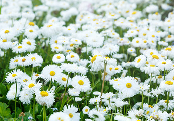 Fototapeta premium Blossom big daisies on meadow. Summer, floral background. Wild chamomile close up
