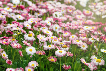 Obraz premium Close up summer field with pink daisies. Herb plants. Floral, nature background