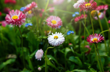 Obraz premium Close up summer field with pink daisies. Herb plants. Floral, nature background