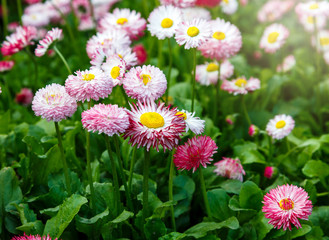 Obraz premium Close up summer field with pink daisies. Herb plants. Floral, nature background