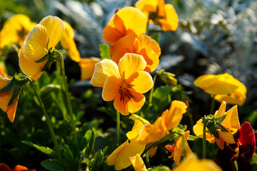 Obraz premium Closeup of colorful blossom coral orange pansy flowers in the park. Pansies are plants cultivated for garden. Summer, flowers background