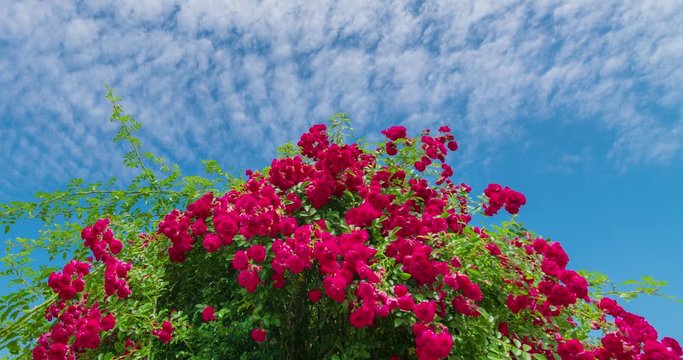 Roses under the blue sky and white clouds