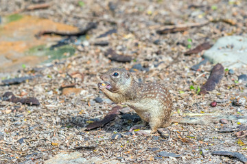 Mexican Ground Squirrel.Santa Ana National Wildlife Refuge.South Texas.USA