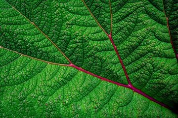 Close up of a green leaf with red cracks, belonging to a plant