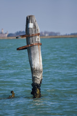 Fototapeta premium Wooden bricole ,wooden mooring poles in the water, Venice, Italy,2019