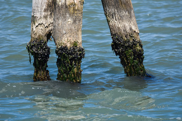 Obraz premium Wooden bricole ,wooden mooring poles in the water, Venice, Italy,2019