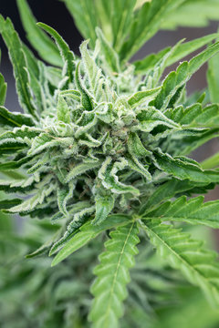 Close-up of cannabis plant
