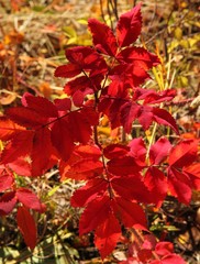 Sun shinning on red fall/autumn leaves on a plant in Beartooth Mountains, Montana