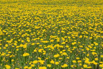 Fototapeta premium Dandelion willow spring
