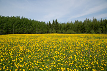 Obraz premium Dandelion willow spring