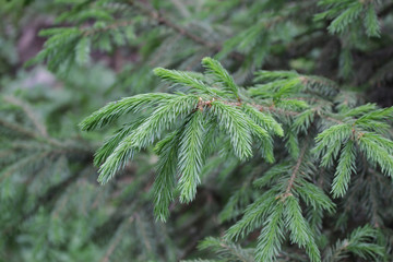 green branch of a tree