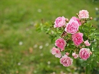 Obraz premium ピンクのバラの花