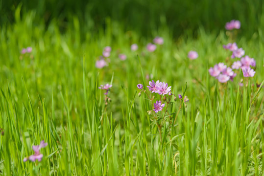 Lilac wildflowers on a background of green grass. A walk in the Park. The flowers in the meadow.