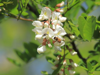 ニセアカシア　Locust tree	