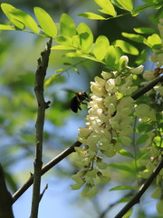 ニセアカシア　Locust tree	