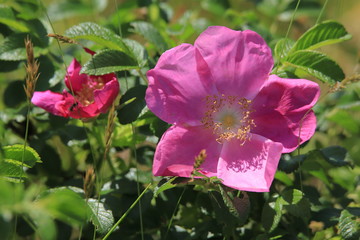 ハマナスの花　Ramanas rose	