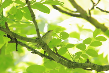 森の中の小鳥　Birds in the forest