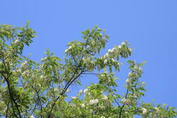 ニセアカシア（青空バック）　Locust tree	