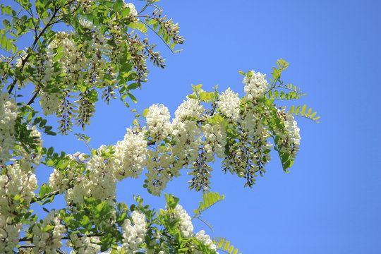 ニセアカシア（青空バック）　Locust tree	
