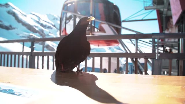 Black grouch bird with cheese flies away in front of a tram in Switzerland