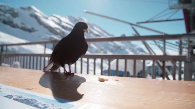 Black Grouch bird picks up cheese on table at winter resort