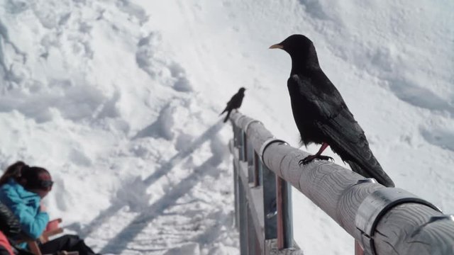 Black Grouch bird on railing gets joined by another in flight