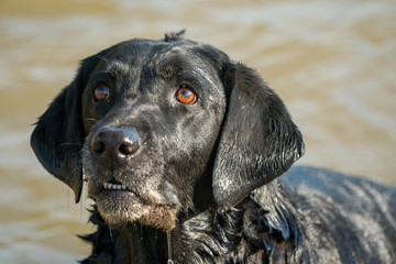 black Labrador retriever begging for treat.