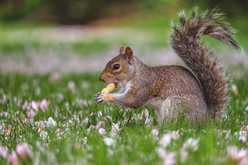Naklejka na ściany i meble Squirrel eating peanut while sitting in grass