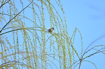 The beauty of the sparrow