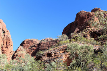 Fototapeta premium Gum Trees in a Gorge in the Bungle Bungles Western Australia