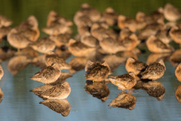 large flock of Short-billed Dowitcher sleeping .