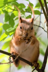 Naklejka na ściany i meble squirrel in the wood close-up