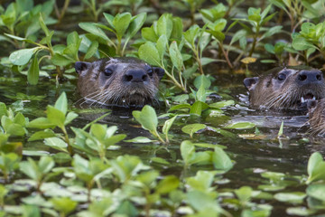 river otters popping head out of water.
