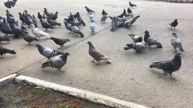 Group of hungry pigeons running and eating bread and seeds from the ground.