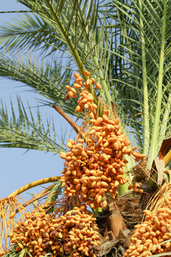yellow dates on a tree landscape