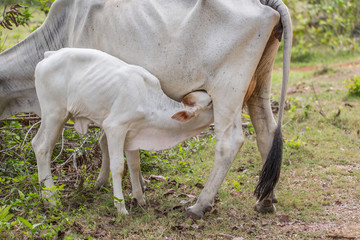 Obraz na płótnie Canvas calf suckle lactate cow feeding cow outdoor in a domestic rural farmland scene 