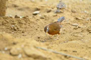 The outdoor fringillidae birds in the park