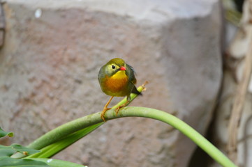 The outdoor fringillidae birds in the park
